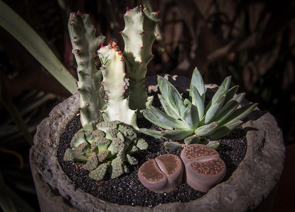 Pachyveria ‘Glauca’ “Little Jewel”