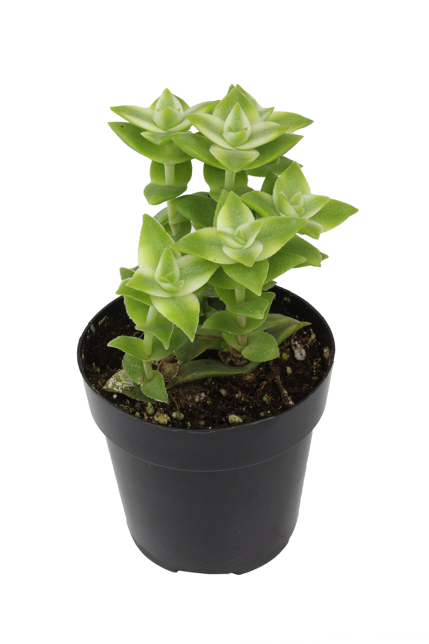 Crassula perforata 'Variegata' "Variegated String of Buttons"