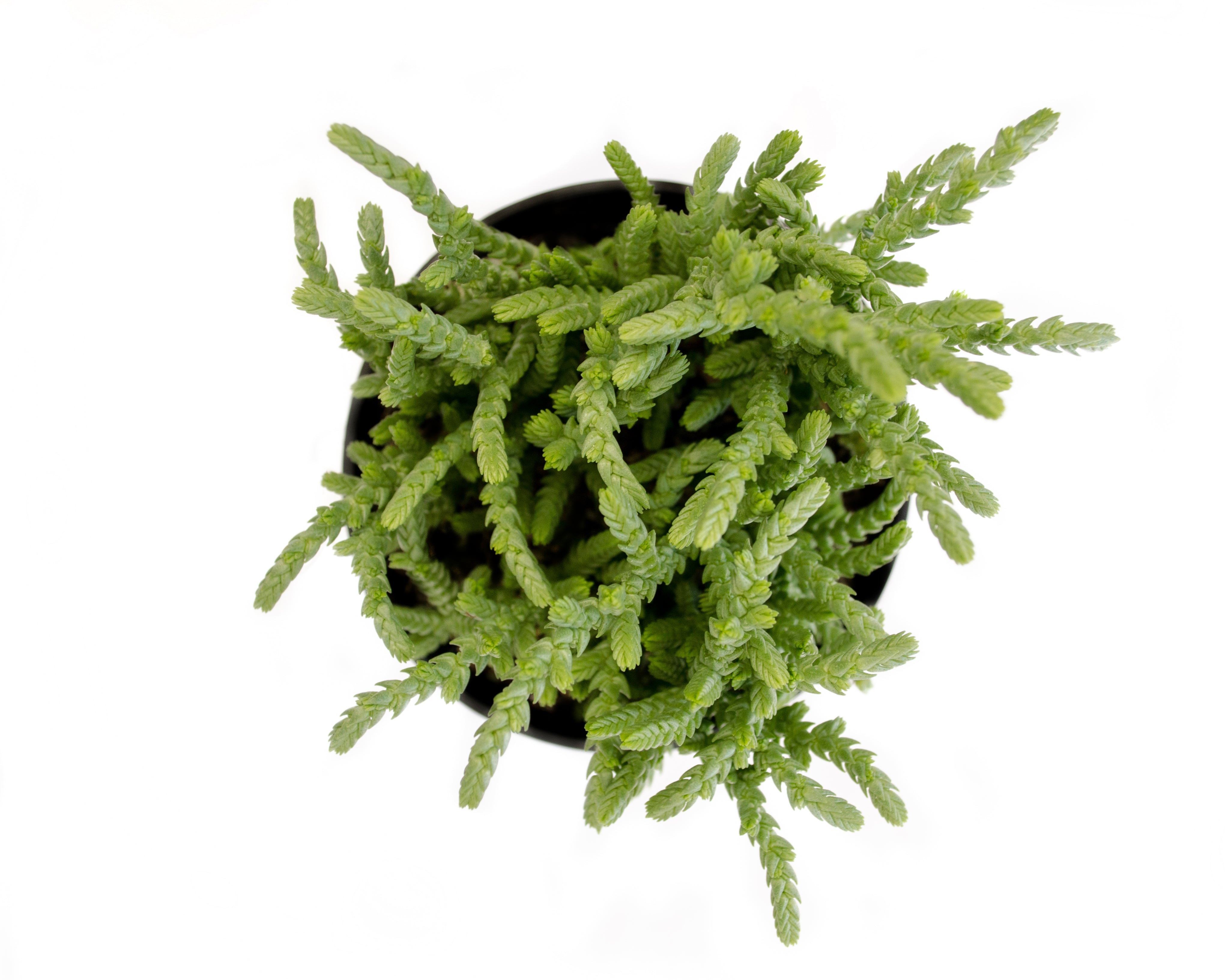 “Watch Chain” Crassula Succulent: Unique Succulent Plants for Home or Garden - (3.5") - Drought Tolerant Plants - Easy Plant Care - Lycopodioides