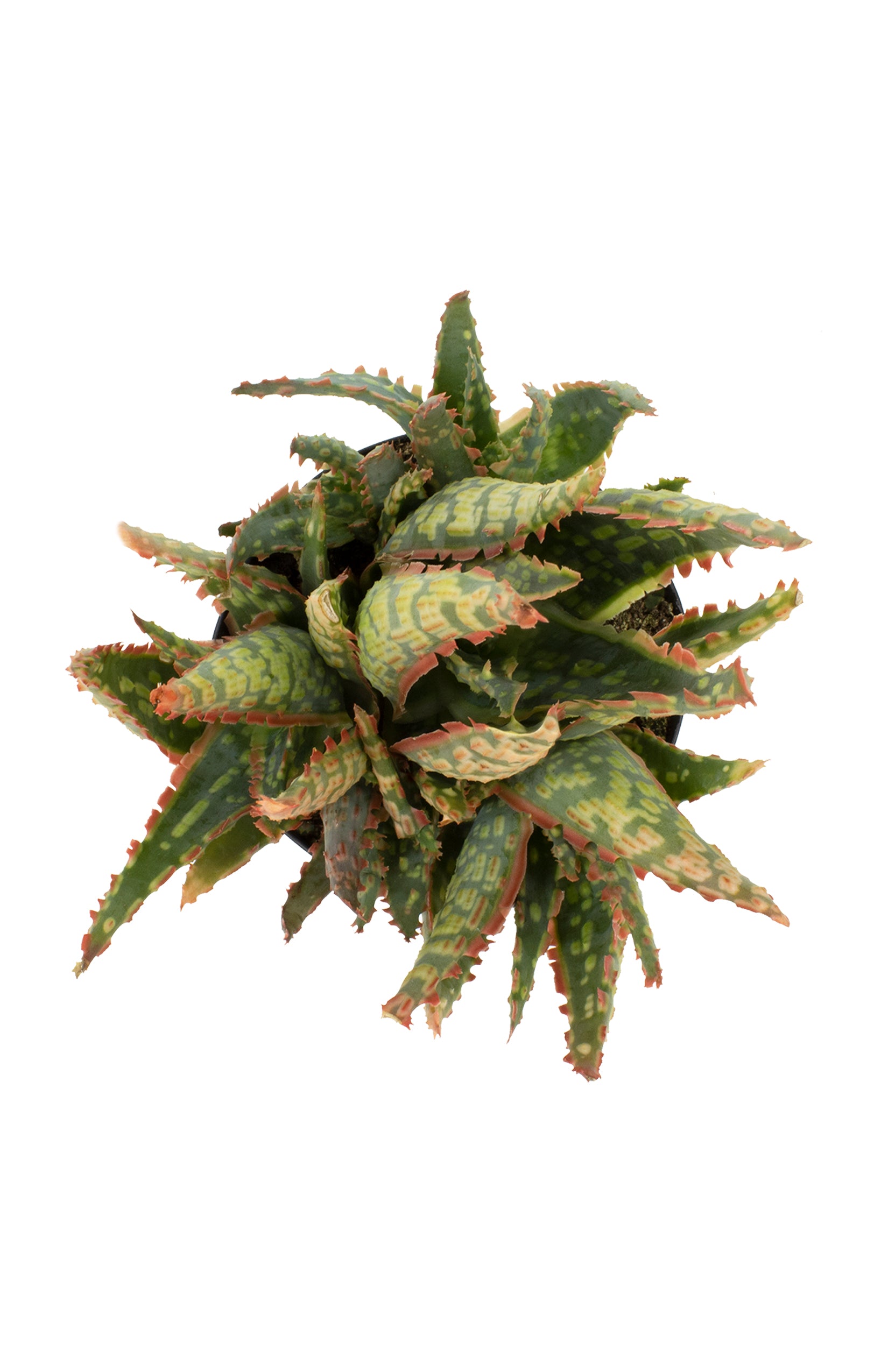 Aloe Krakatoa top white background