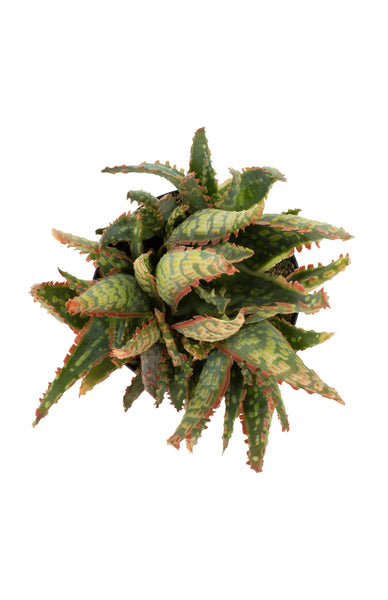 Aloe 'Krakatoa' USPP32,606 – Altman Plants - Retail