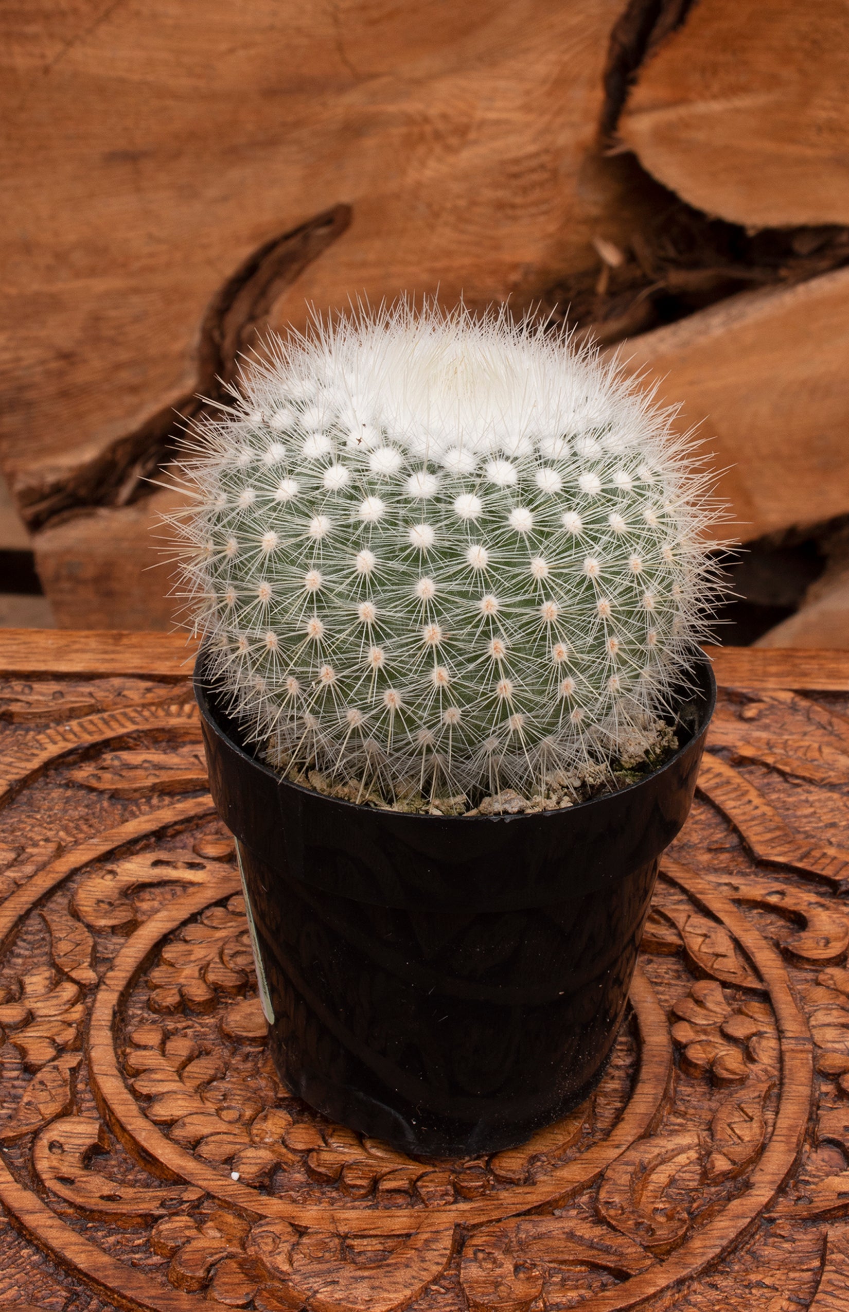 Notocactus scopa "Silver Ball Cactus"