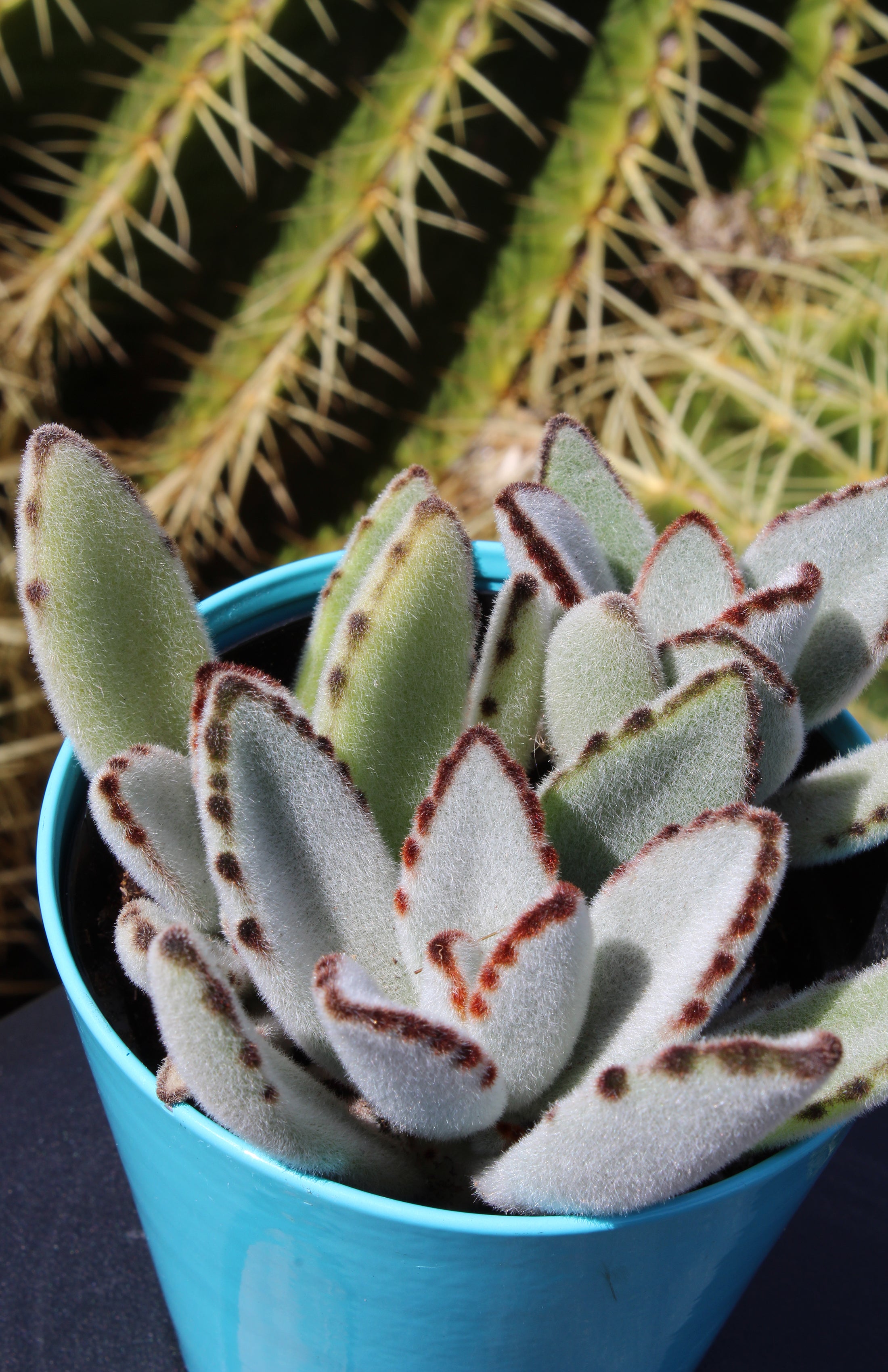 3.5"- Kalanchoe tomentosa “Panda Plant”- Close Up