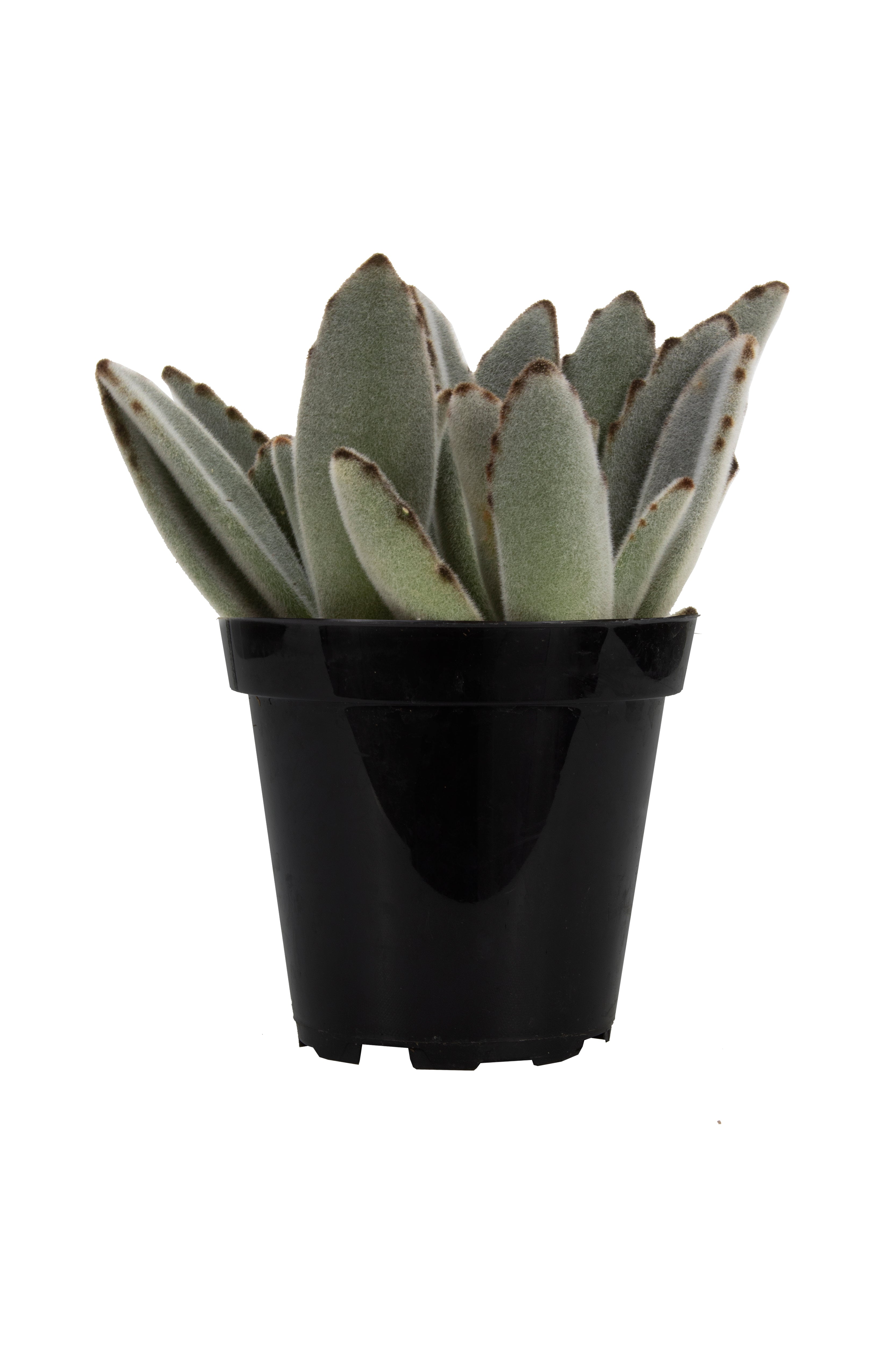 3.5"- Kalanchoe tomentosa “Panda Plant”- Front