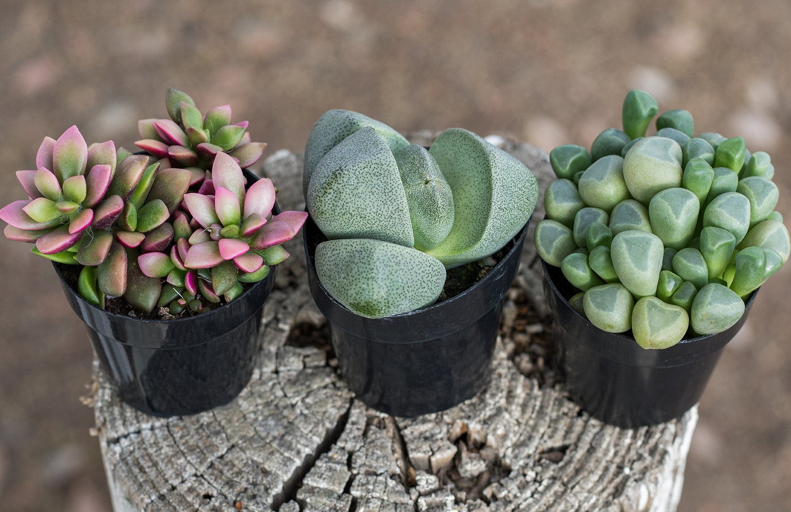 Pleiospilos nelii “Split Rock”