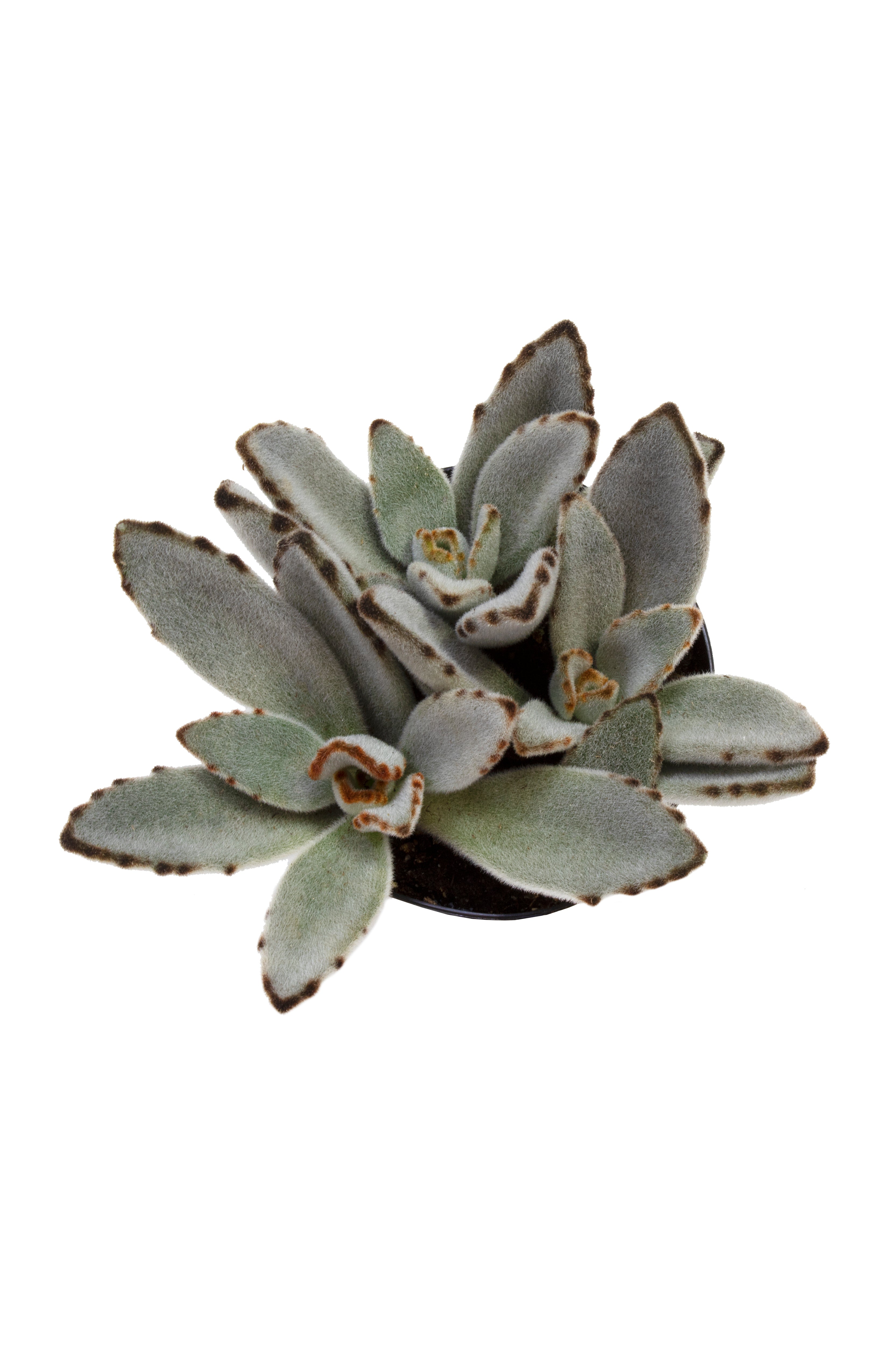 3.5"- Kalanchoe tomentosa “Panda Plant”- Top