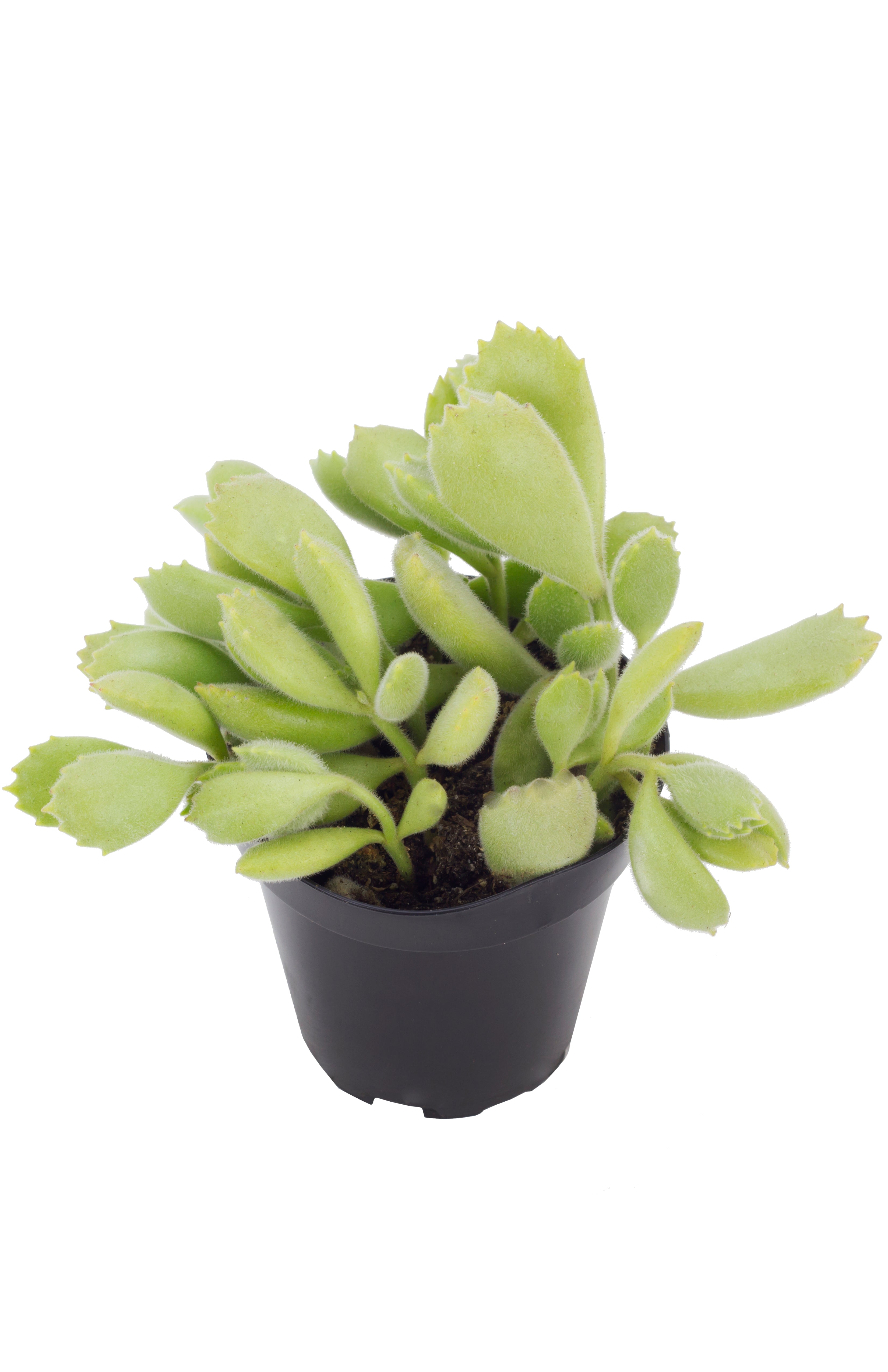 Cotyledon ladismithiensis "Bear's Paw"
