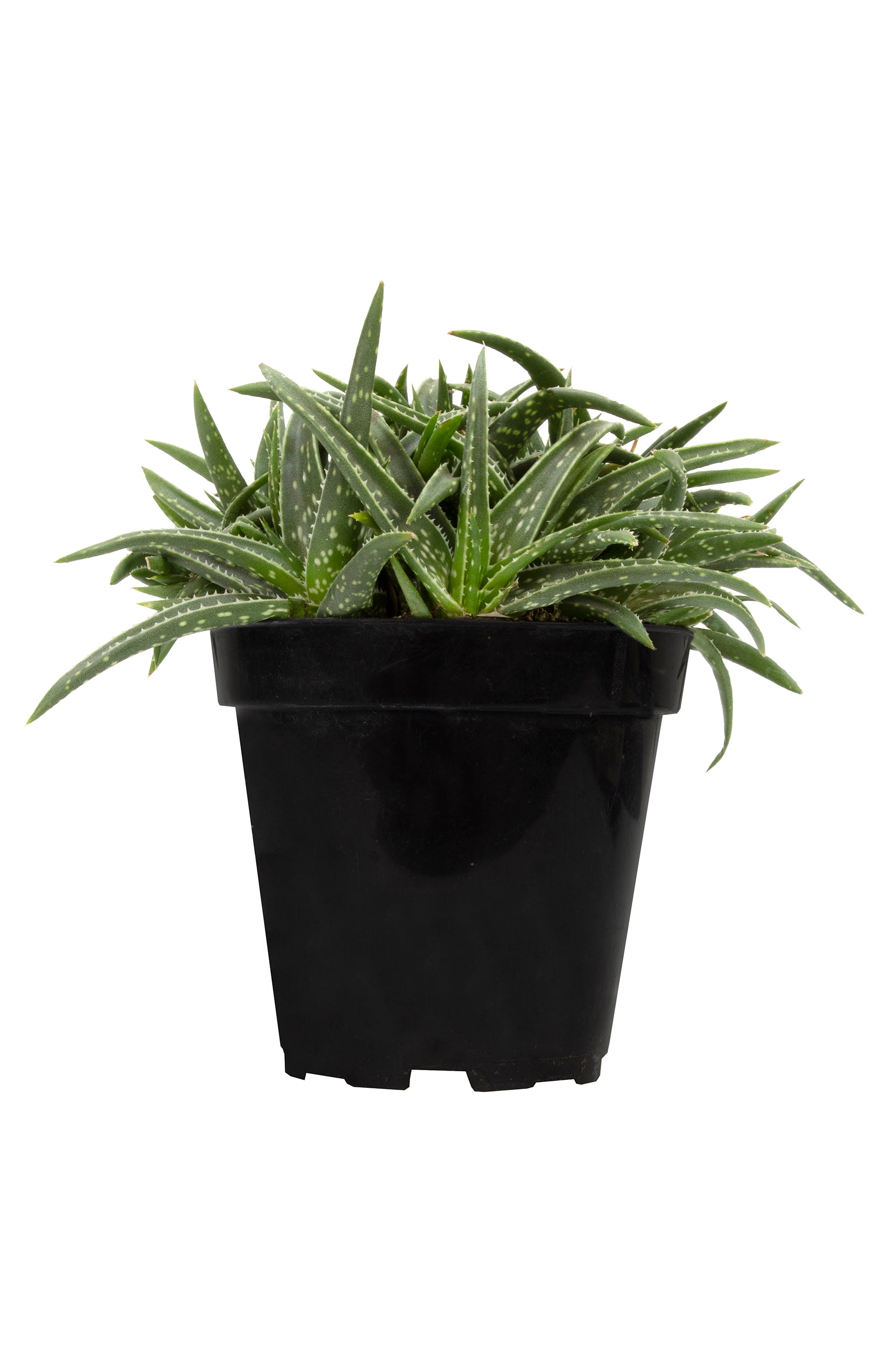 Aloe firebird front white background