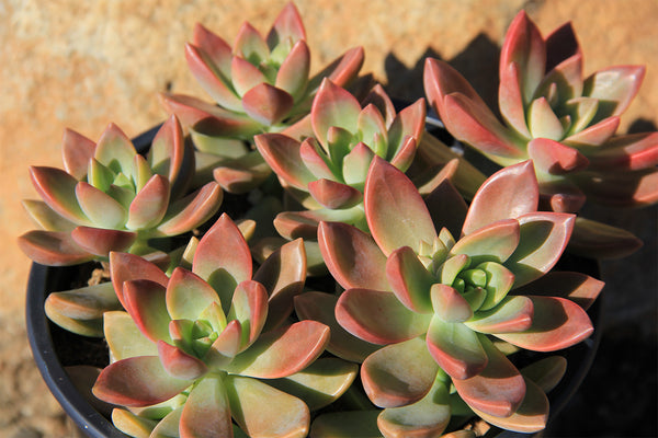 full sun succulents california Graptosedum 'California Sunset' – Altman Plants