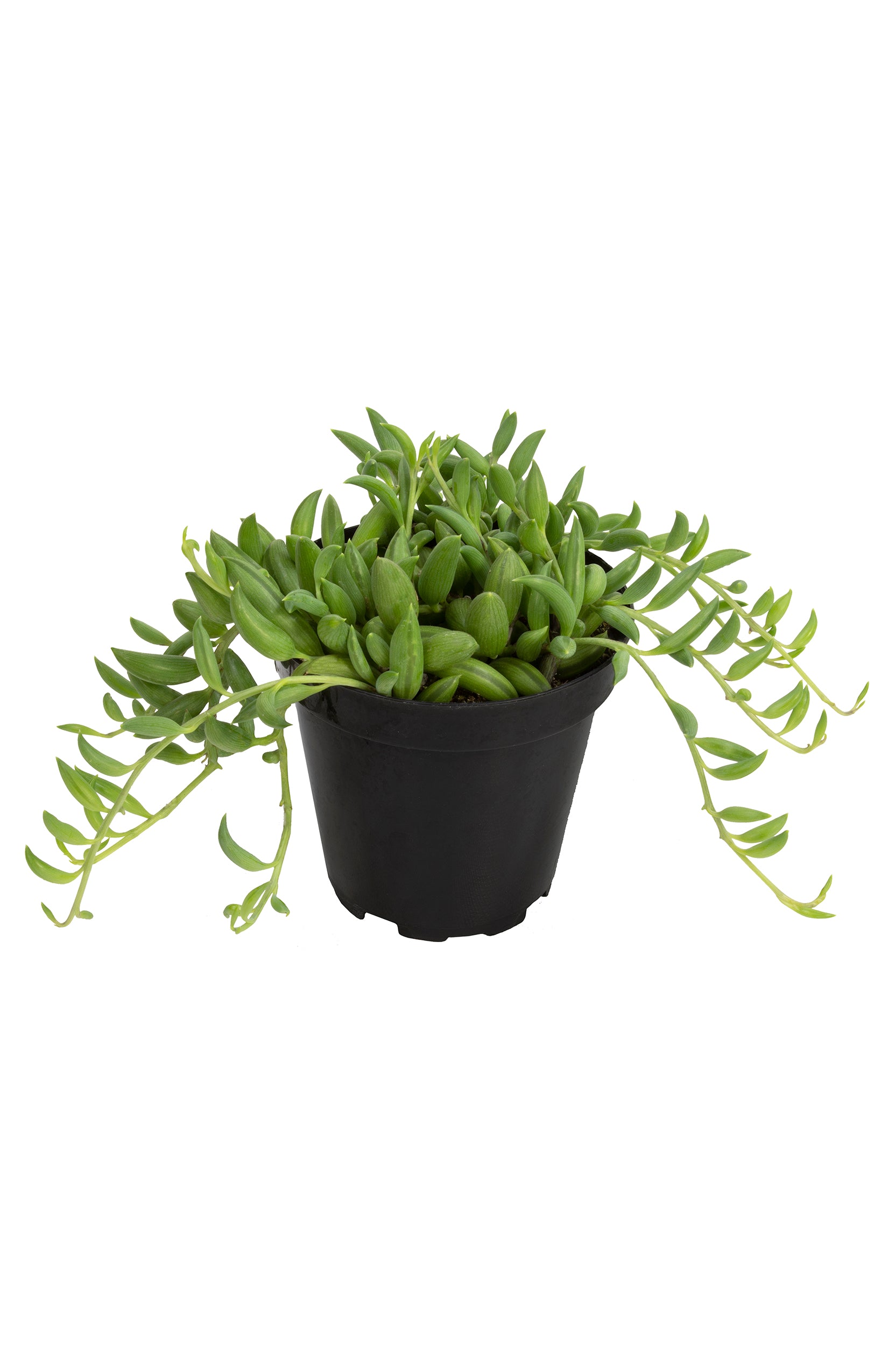 Garden Music™ Senecio radicans “String of Bananas”