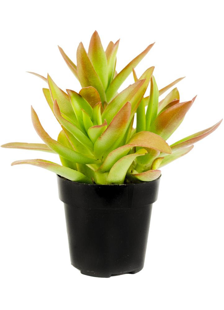 Crassula capitella 'Campfire'