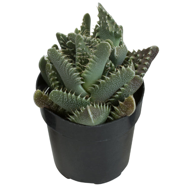 tiger succulent care Faucaria tigrina “Tiger Jaws”