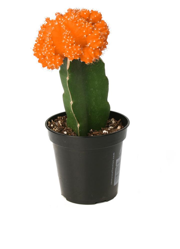 Gymnocalycium mihanovichii 'Hibotan' "Moon Cactus"