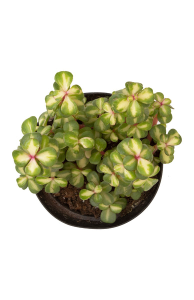 crassula portulacaria afra bicolor mediopicta Portulacaria afra 'Medio-picta' (Midstripe Rainbow Bush) – Altman Plants