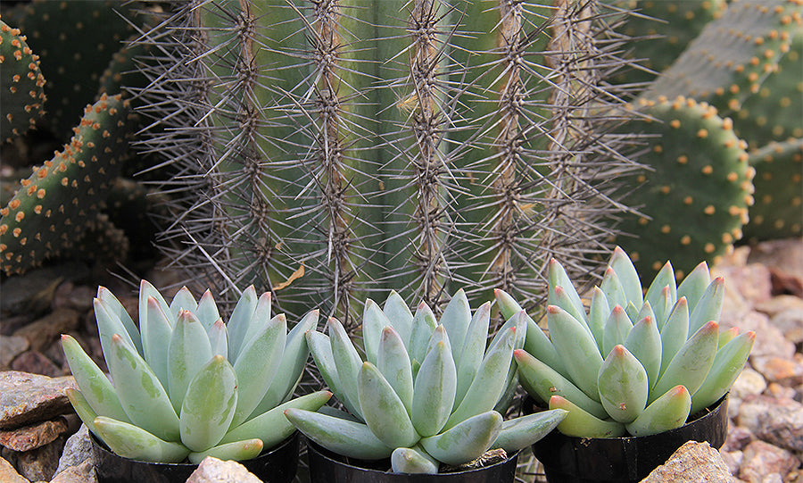 Pachyveria ‘Glauca’ “Little Jewel”