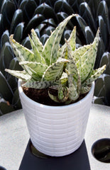 aloe blizzard angle lifestyle