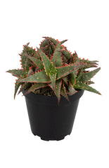 Aloe ‘Christmas Sleigh’
