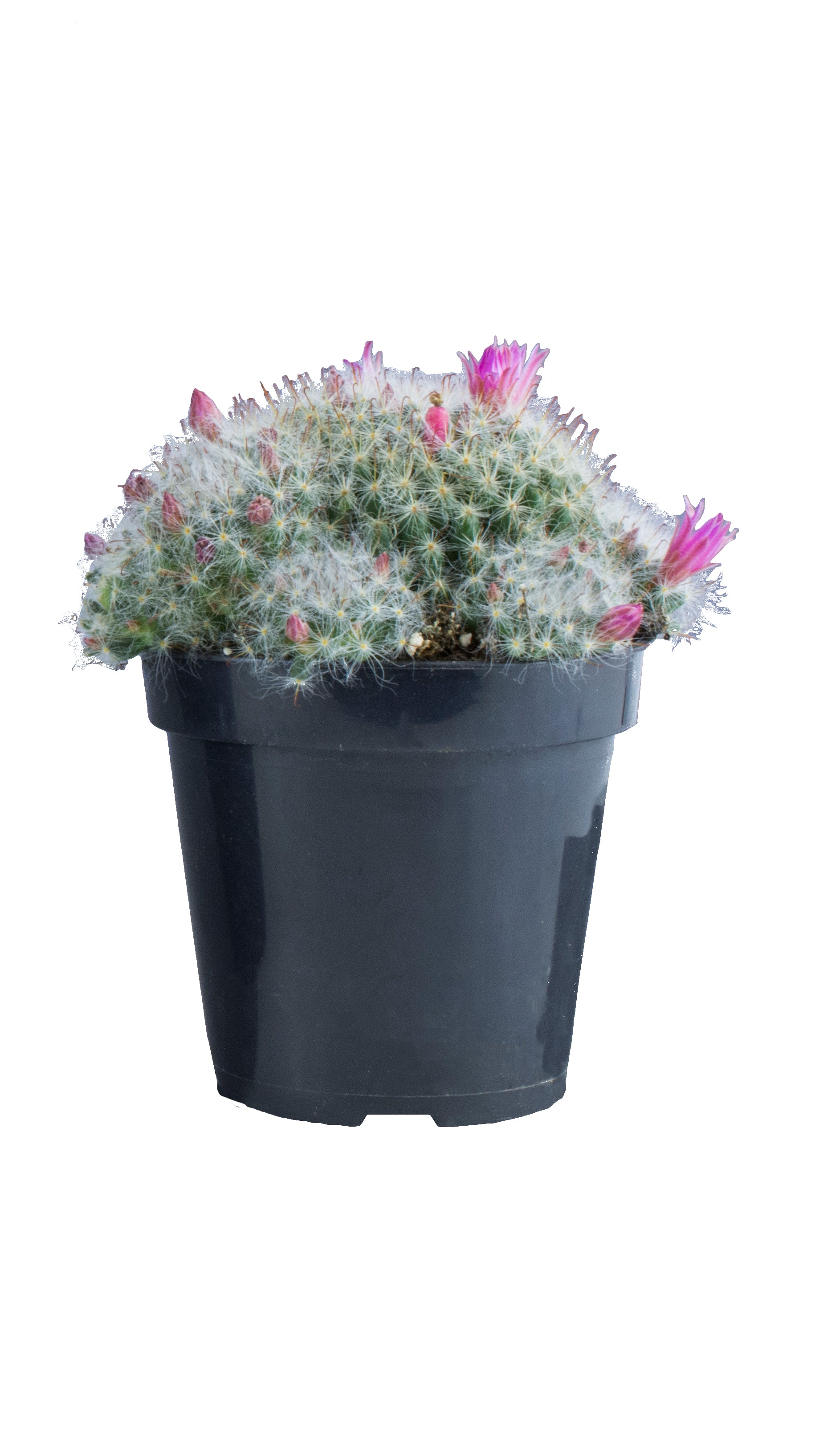 Mammillaria bocasana