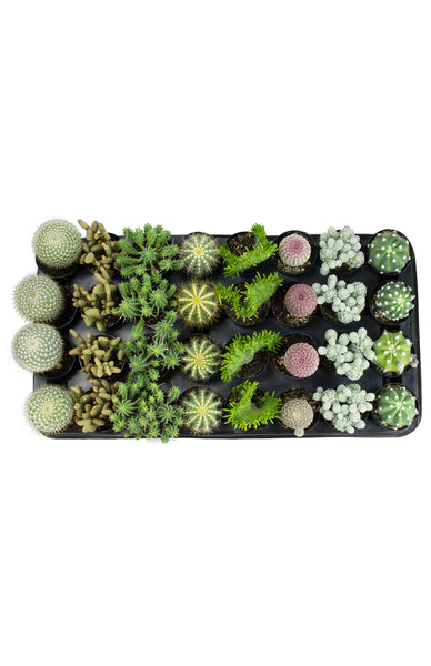 Assorted Cacti Tray – Altman Plants - Retail