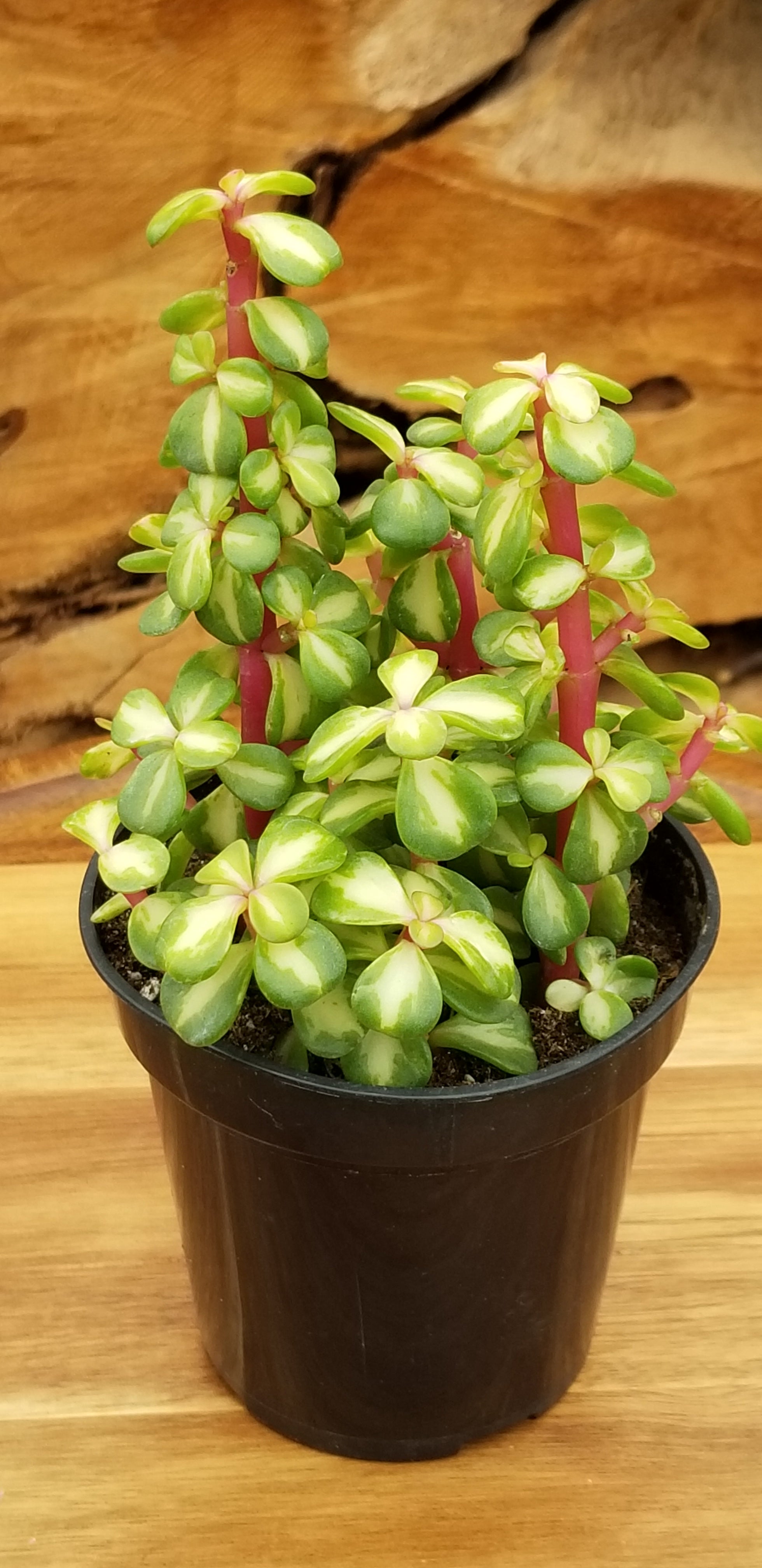 Portulacaria afra ‘Medio-picta’ (Midstripe Rainbow Bush)