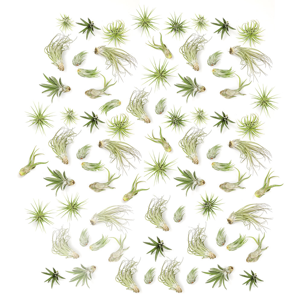 Tillandsia Air Plants Live Indoor Plants (75 Pack), Air Plants Bulk Party Favors or Wedding Favors Live Plants, Air Plant Lover Gifts, DIY Terrarium Kit, Air Succulents Plants Live