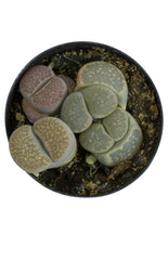 Lithops spp