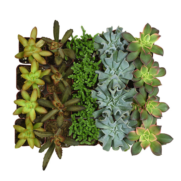 2 Inch Assorted Succulents 20 Pack Live Succulent Plants 20 Pack A Altman Plants 6226