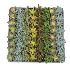 2" Assorted Succulents 64 Pack - Live Succulent Plants (64 Pack) Assorted Potted Succulents Plants Live House Plants in Cacti and Succulent Soil Mix - Cactus Plants Live Indoor Plants Live Houseplants in Planter Pots