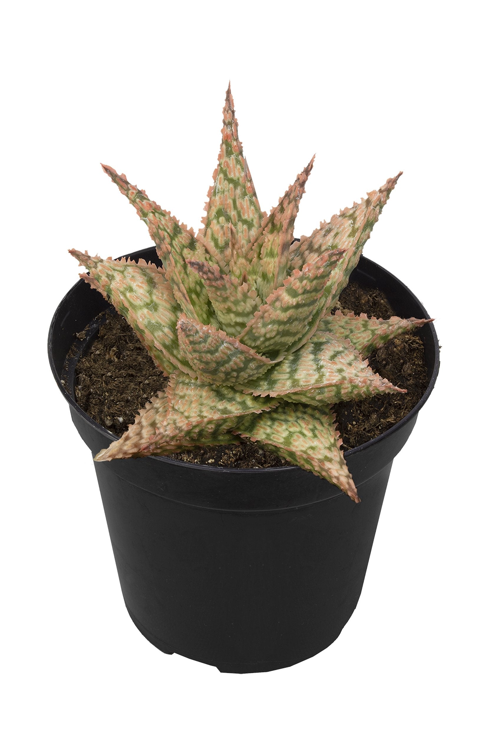 Aloe firecracker angle white background