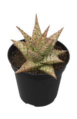 Aloe firecracker angle white background