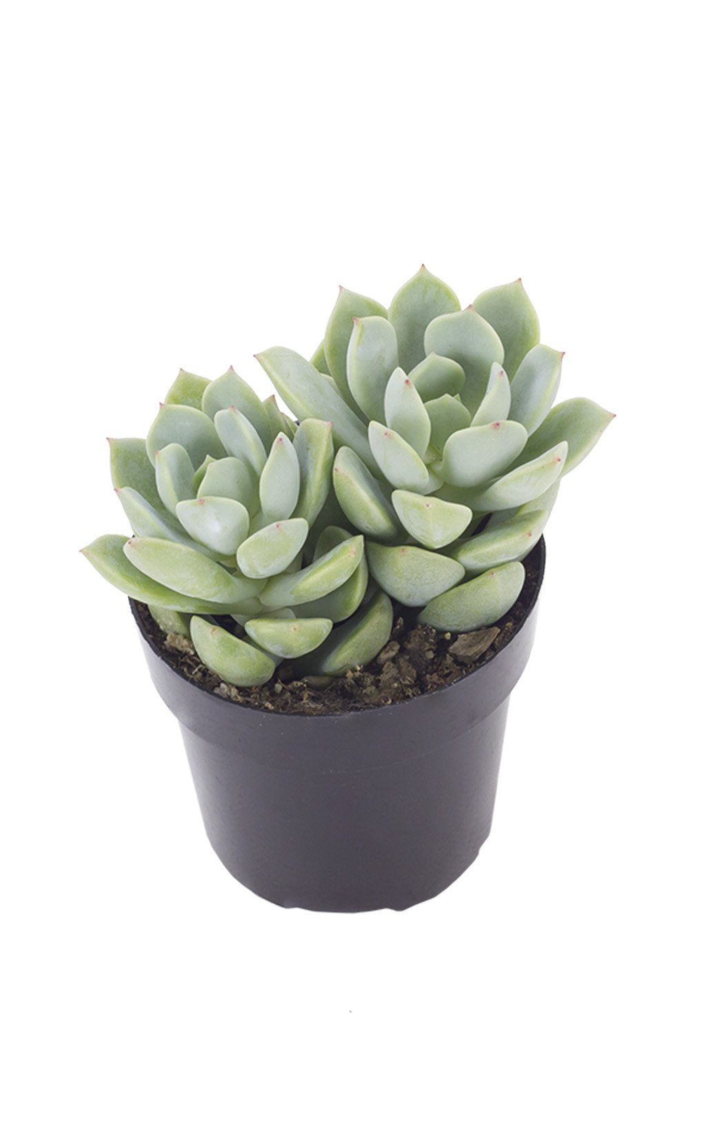 Graptoveria 'Titubans' - 2.5IN
