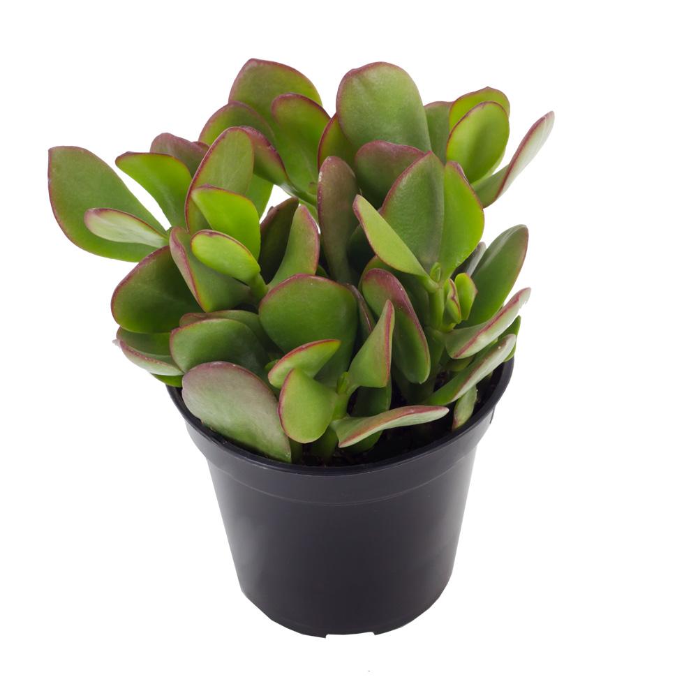 Crassula ovata “Jade Plant”