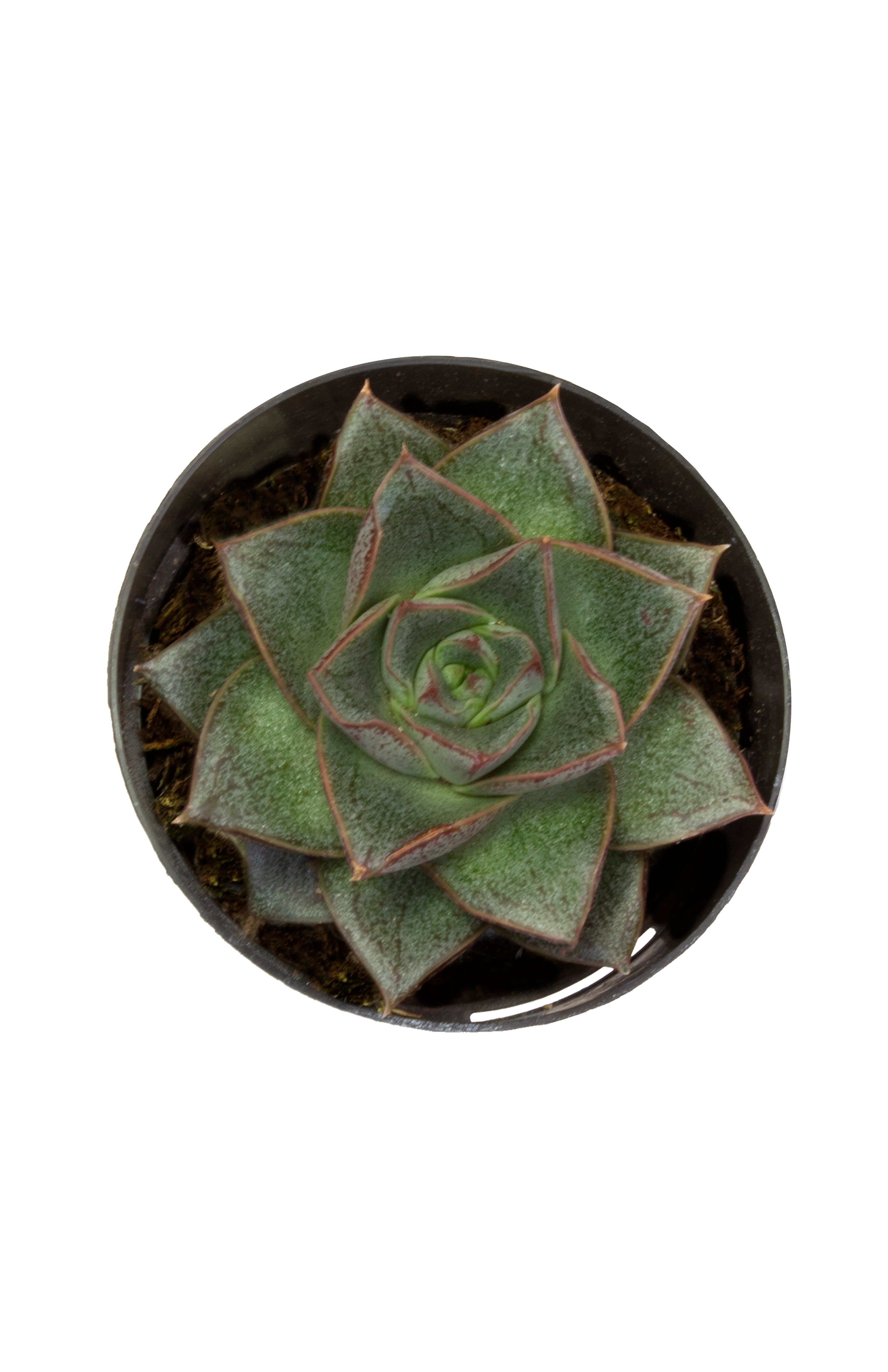 2.5 IN Echeveria Purpusorum- Top Shot