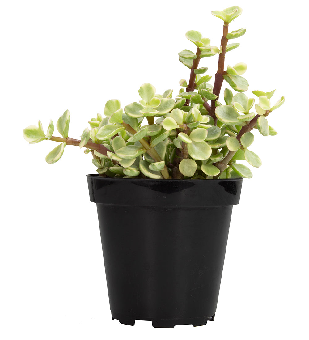 Portulacaria afra ‘Variegata’ “Rainbow Elephant Bush”