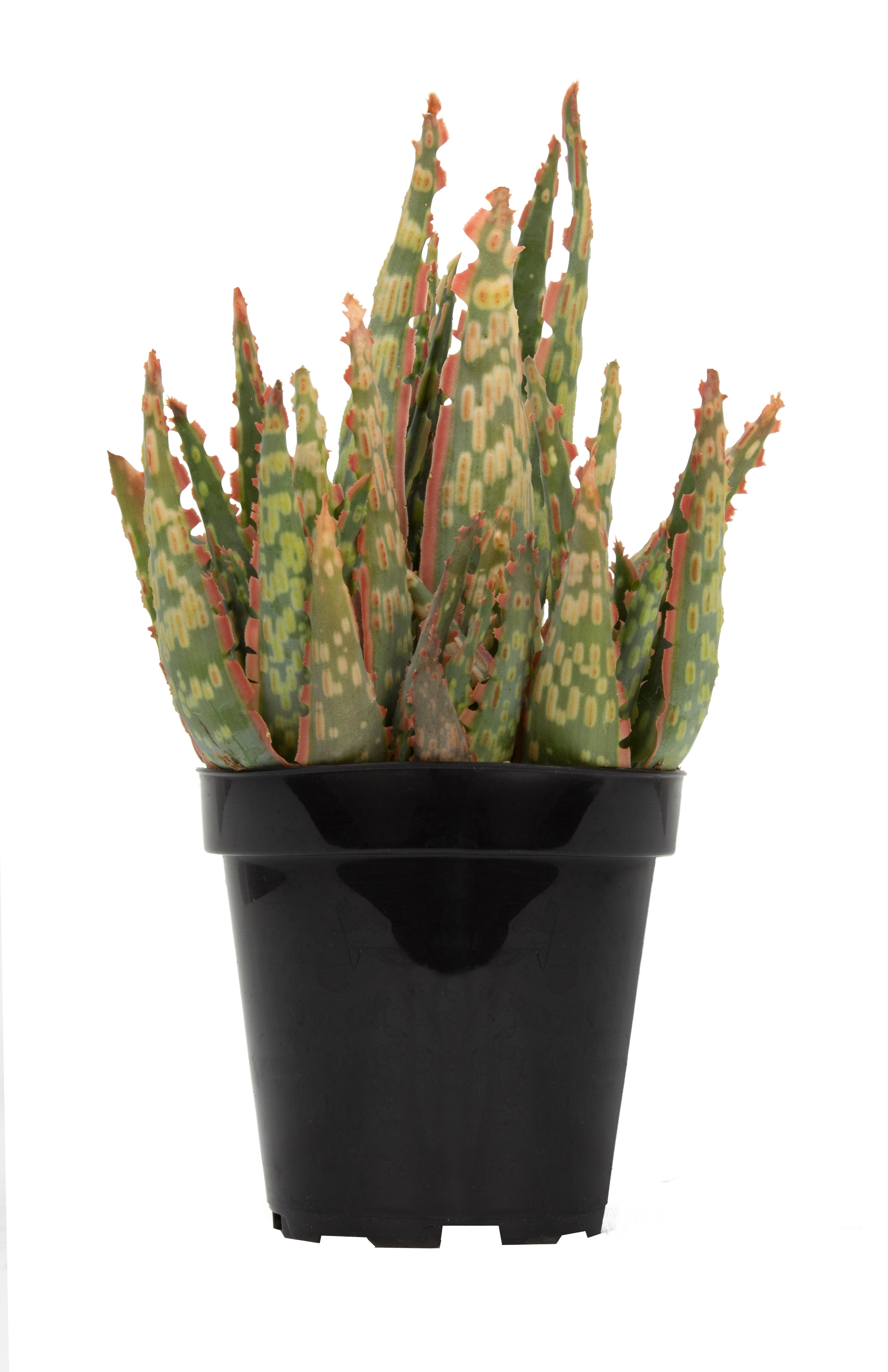 Aloe Krakatoa front white background