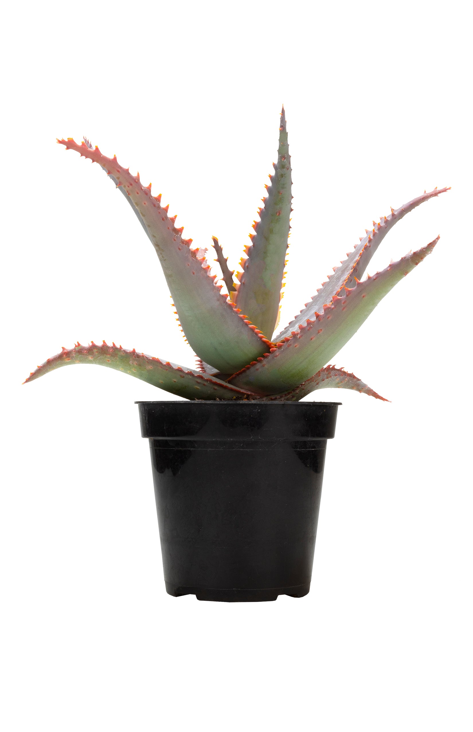 Aloe ‘Swordfish’ USPP32,010
