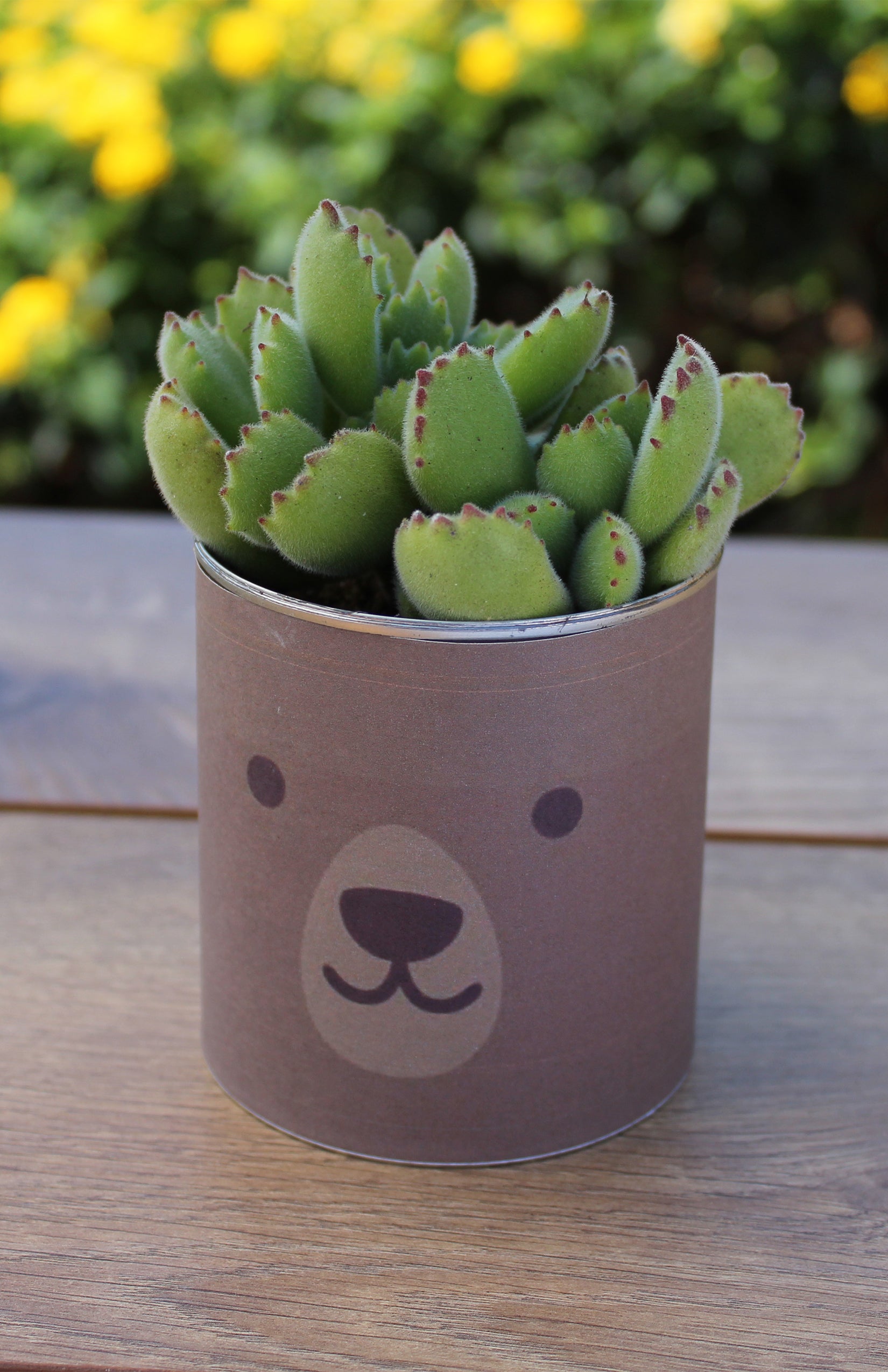 Cotyledon ladismithiensis "Bear's Paw"
