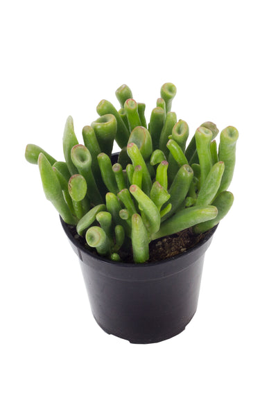 crassula daydream succulent Crassula ovata 'Gollum' – Altman Plants