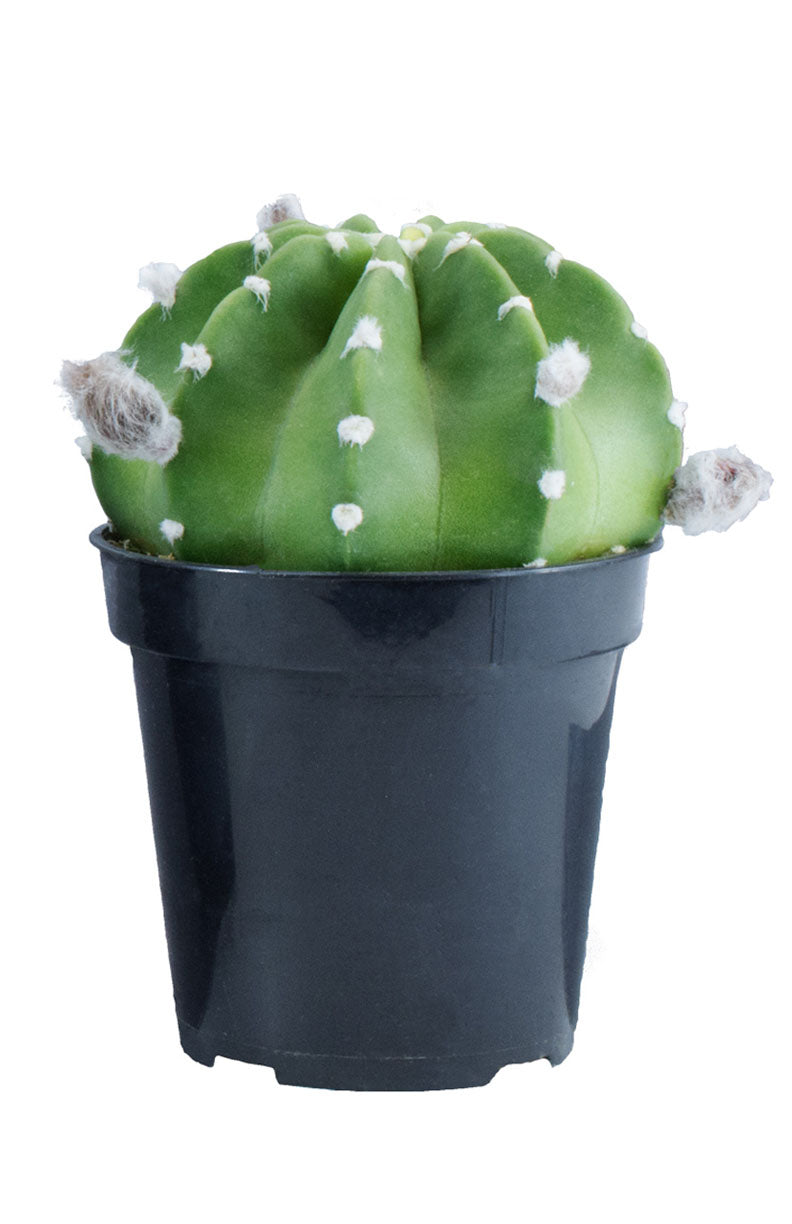 Echinopsis subdenudata ‘Dominoes’