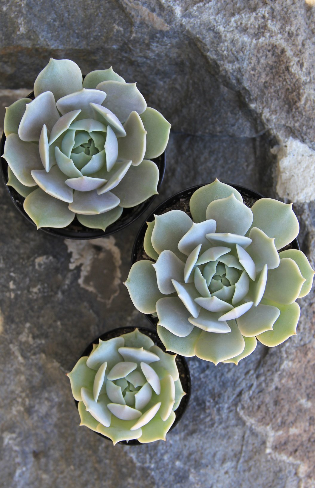 Echeveria ‘Lola’