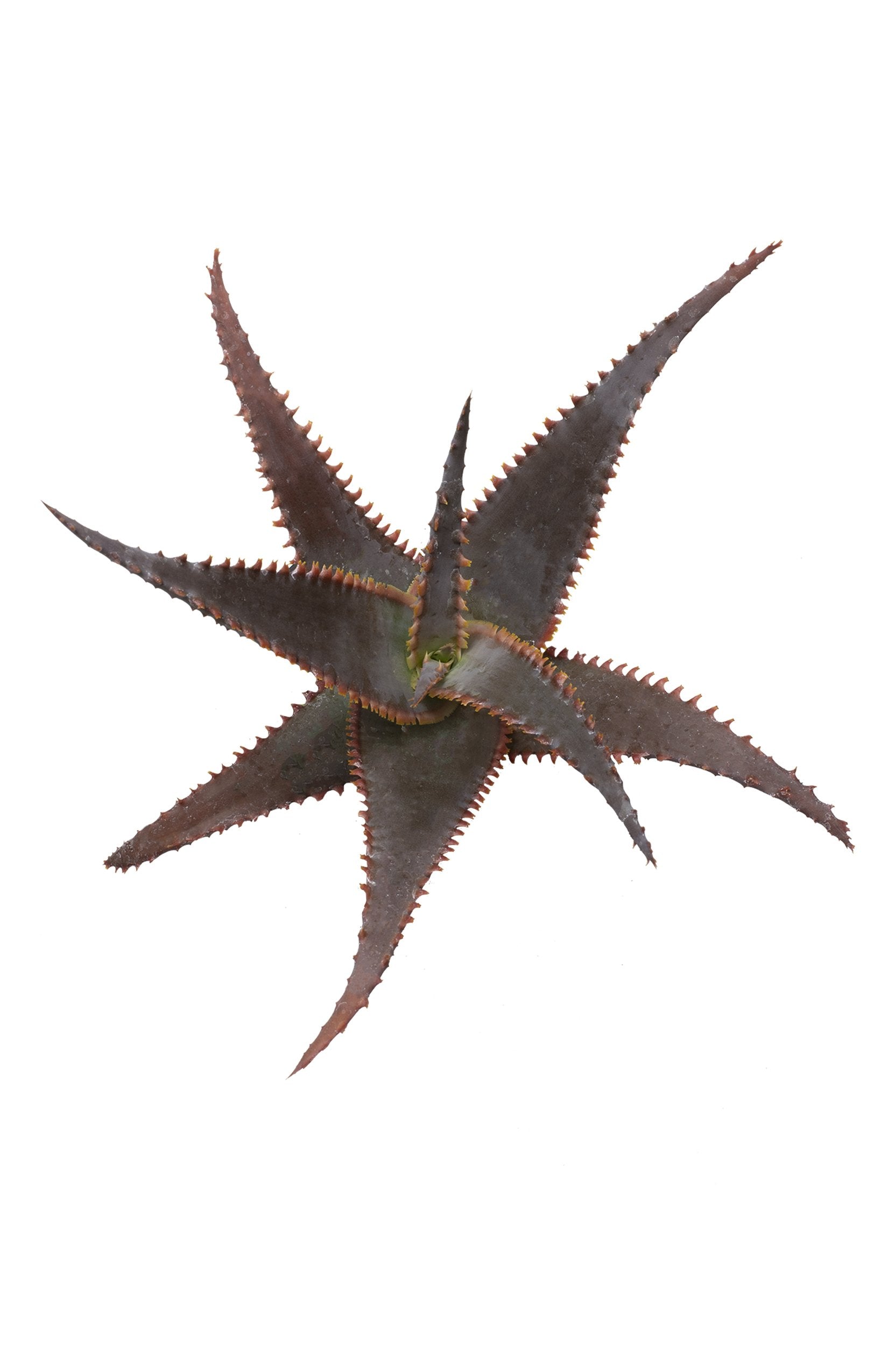 Aloe Swordfish top white background