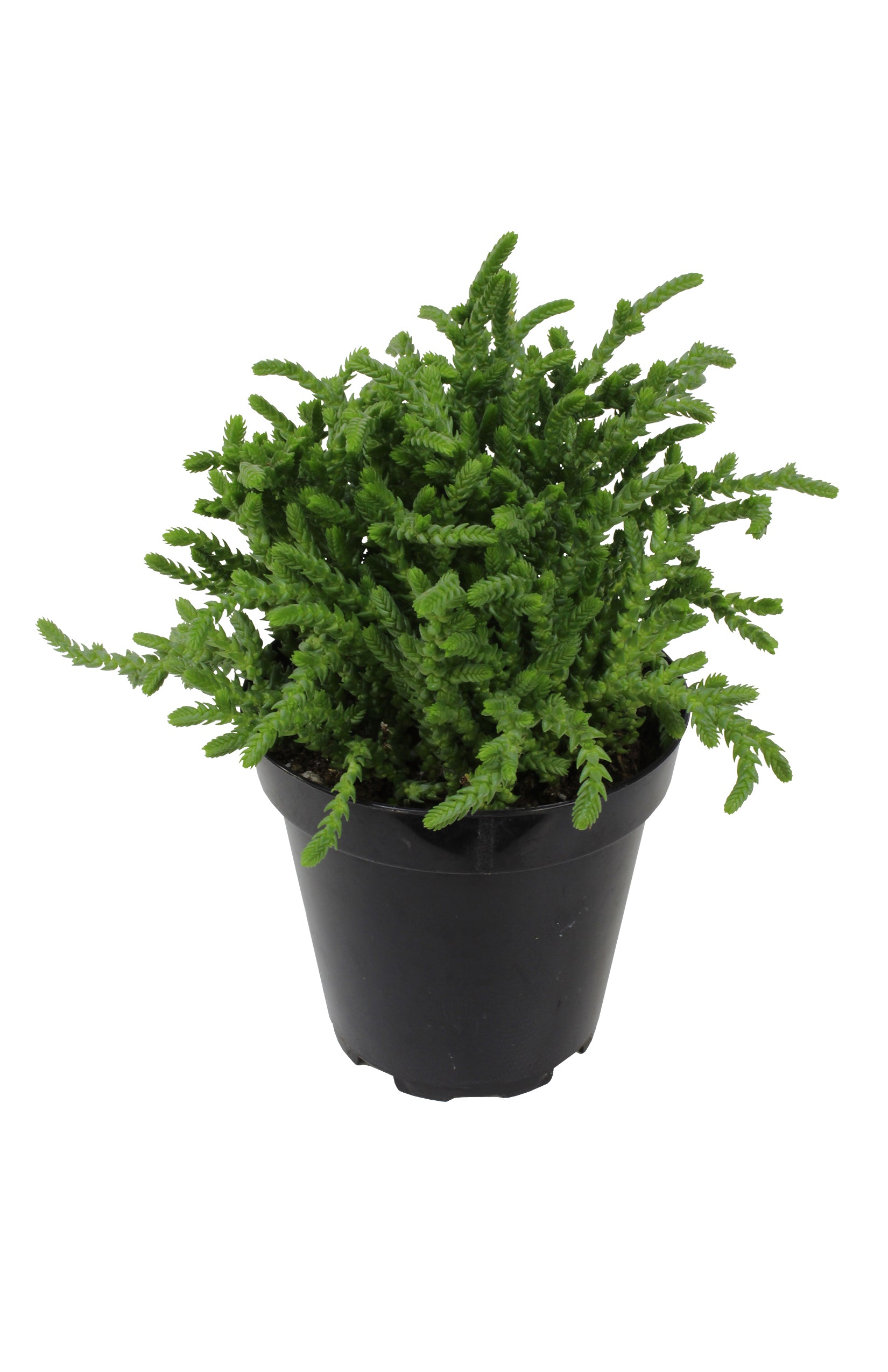 “Watch Chain” Crassula Succulent: Unique Succulent Plants for Home or Garden - (3.5") - Drought Tolerant Plants - Easy Plant Care - Lycopodioides