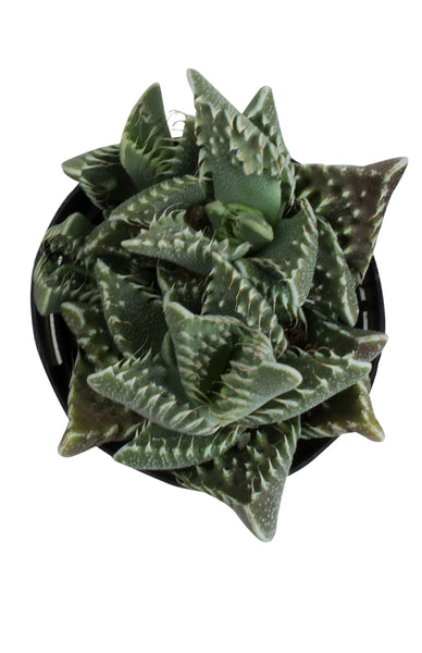 tiger jaw succulent squishy Faucaria tigrina “Tiger Jaws” – Altman Plants