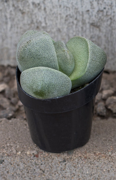 rock succulent flower Pleiospilos nelii “Split Rock” – Altman Plants