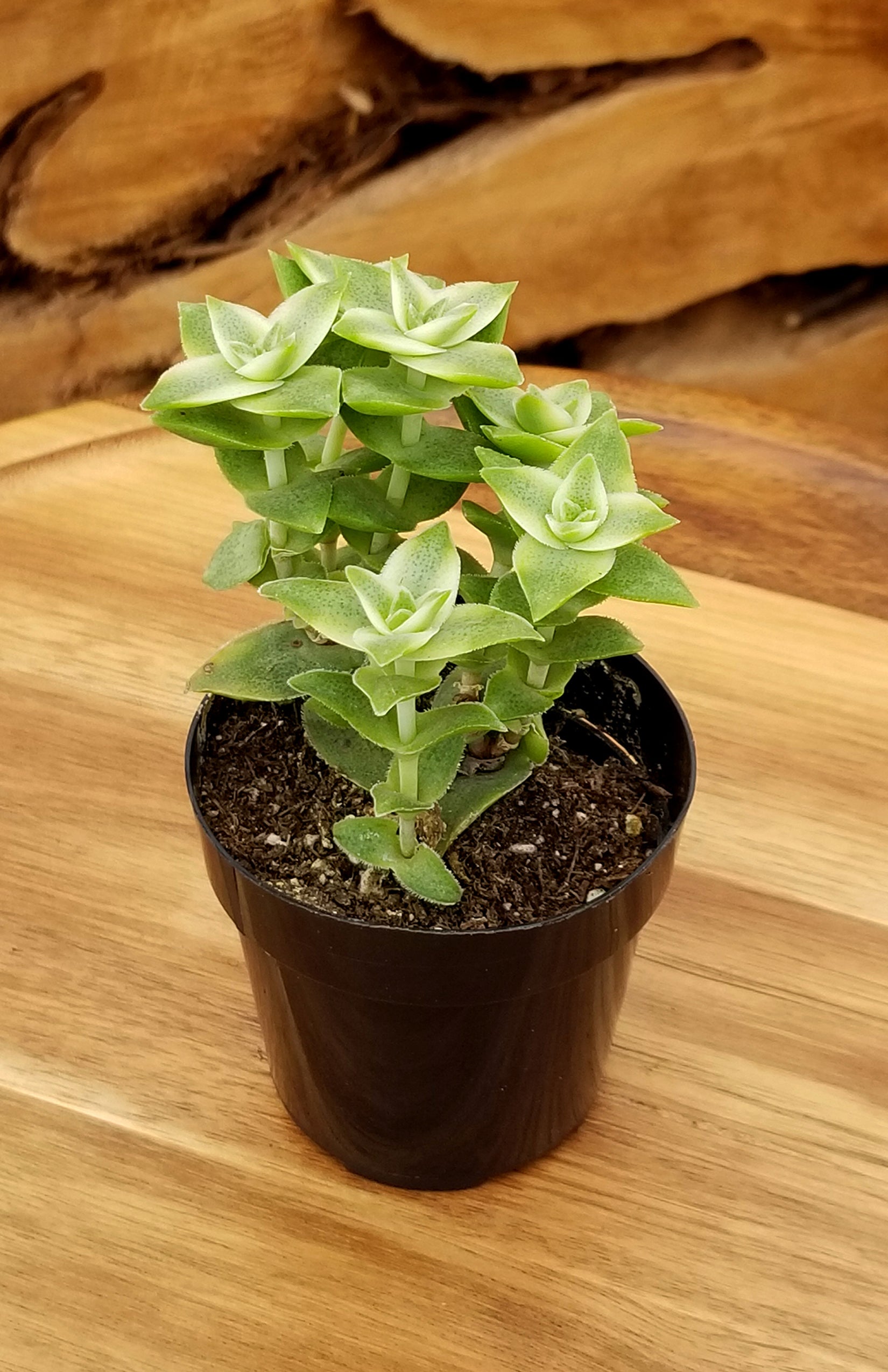 Crassula perforata 'Variegata' "Variegated String of Buttons"