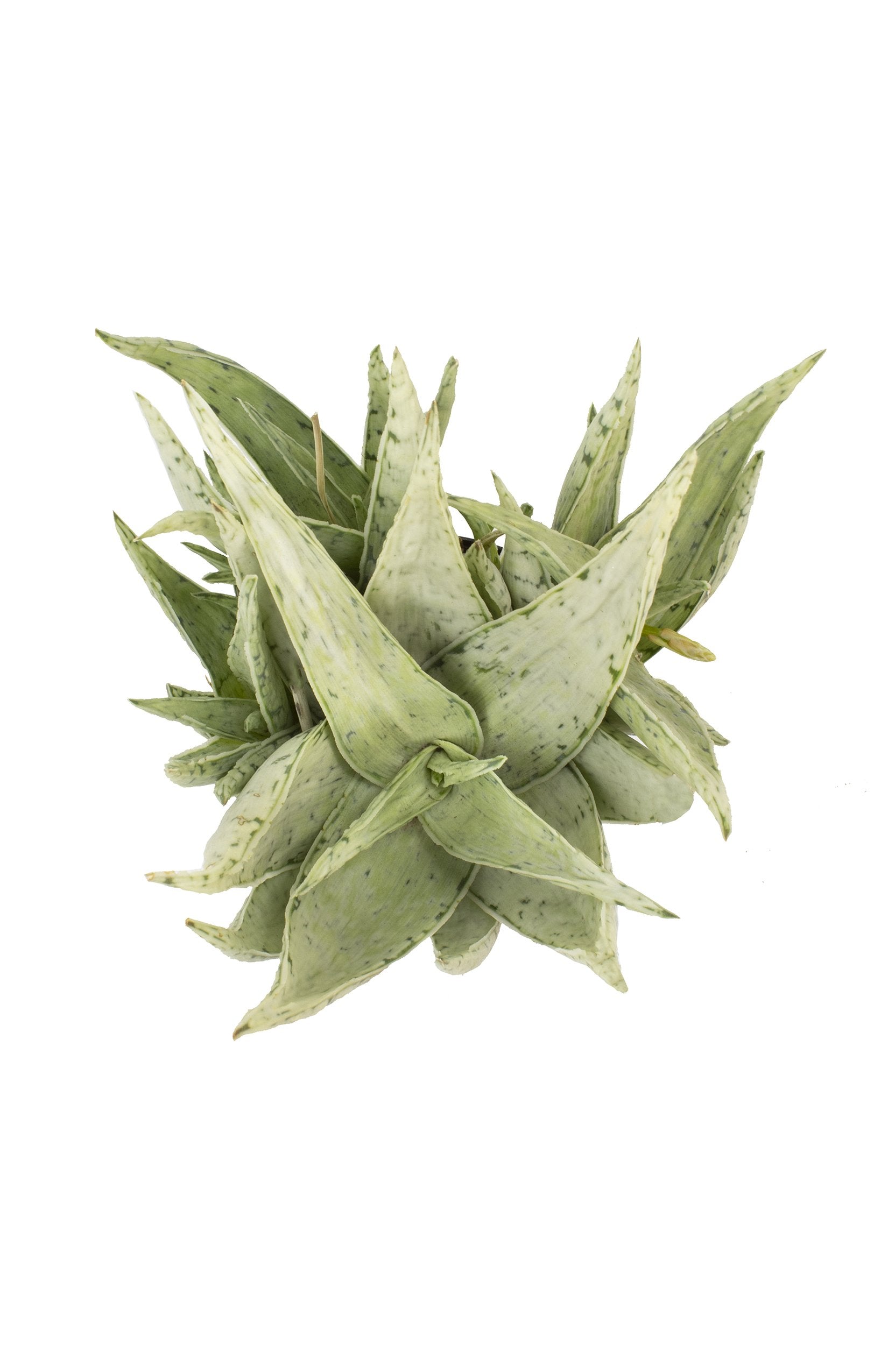 Aloe Snow Drift top white background