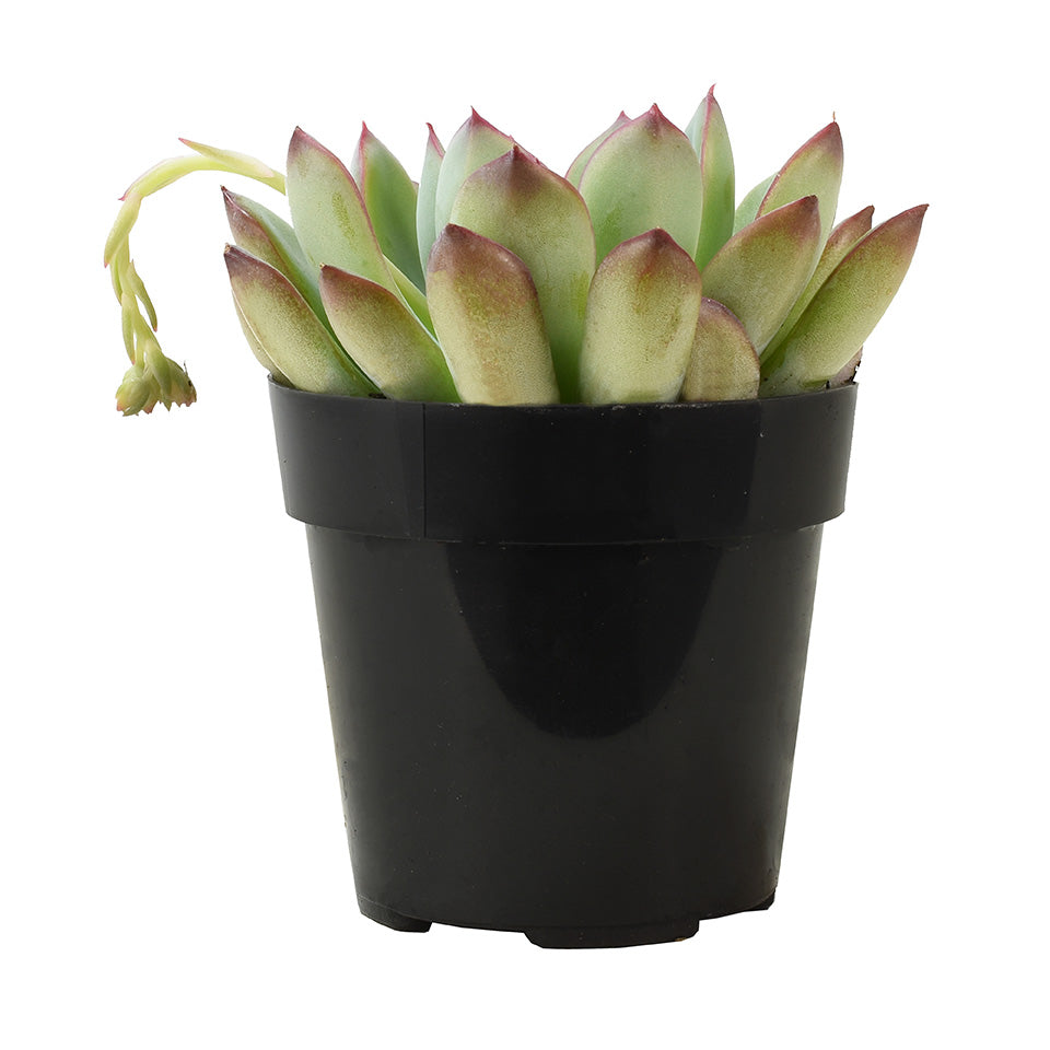 Echeveria pulidonis