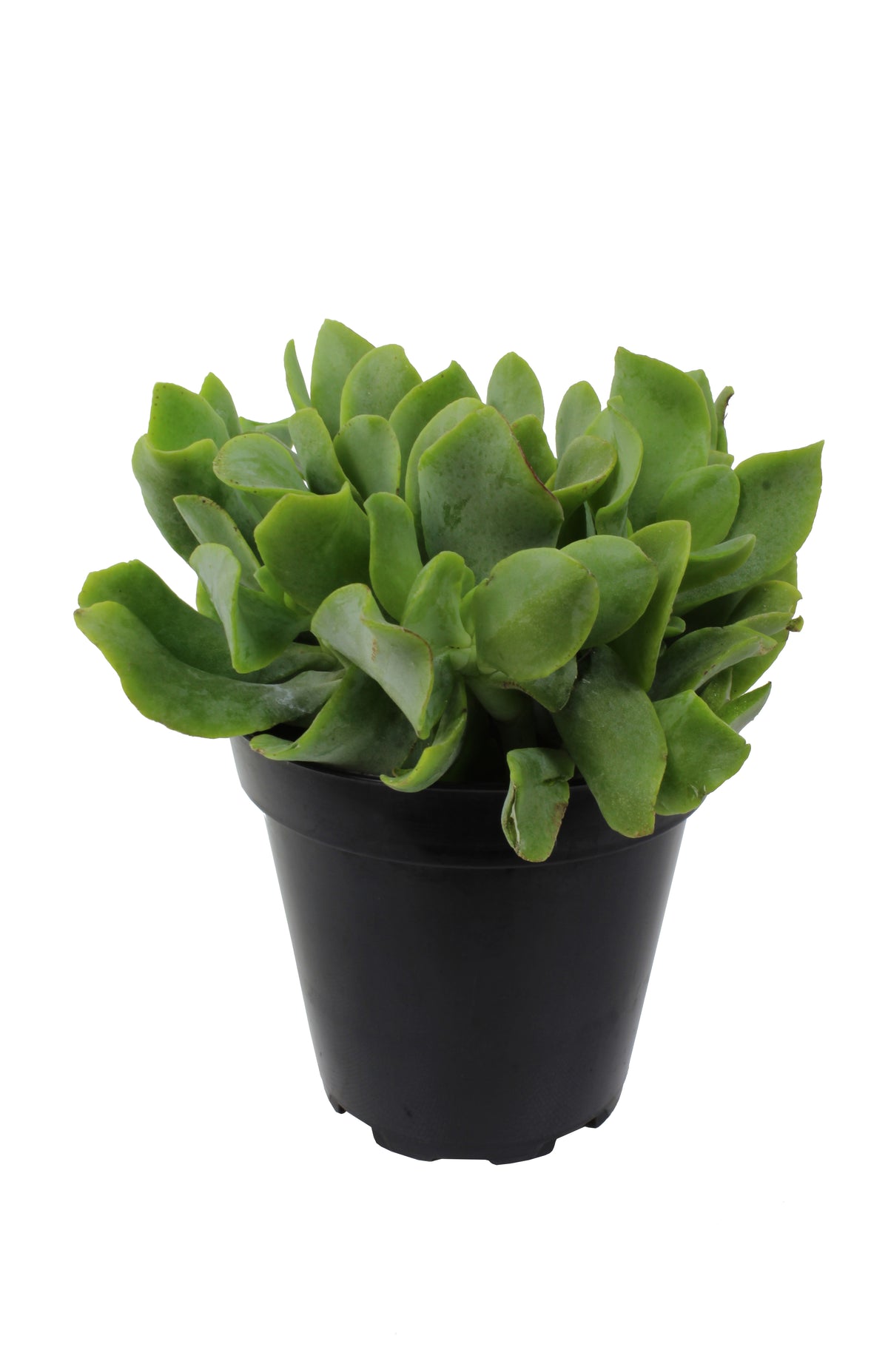 A potted Crassula arborescens undulatifolia 'Ripple Jade' plant with wavy green leaves.