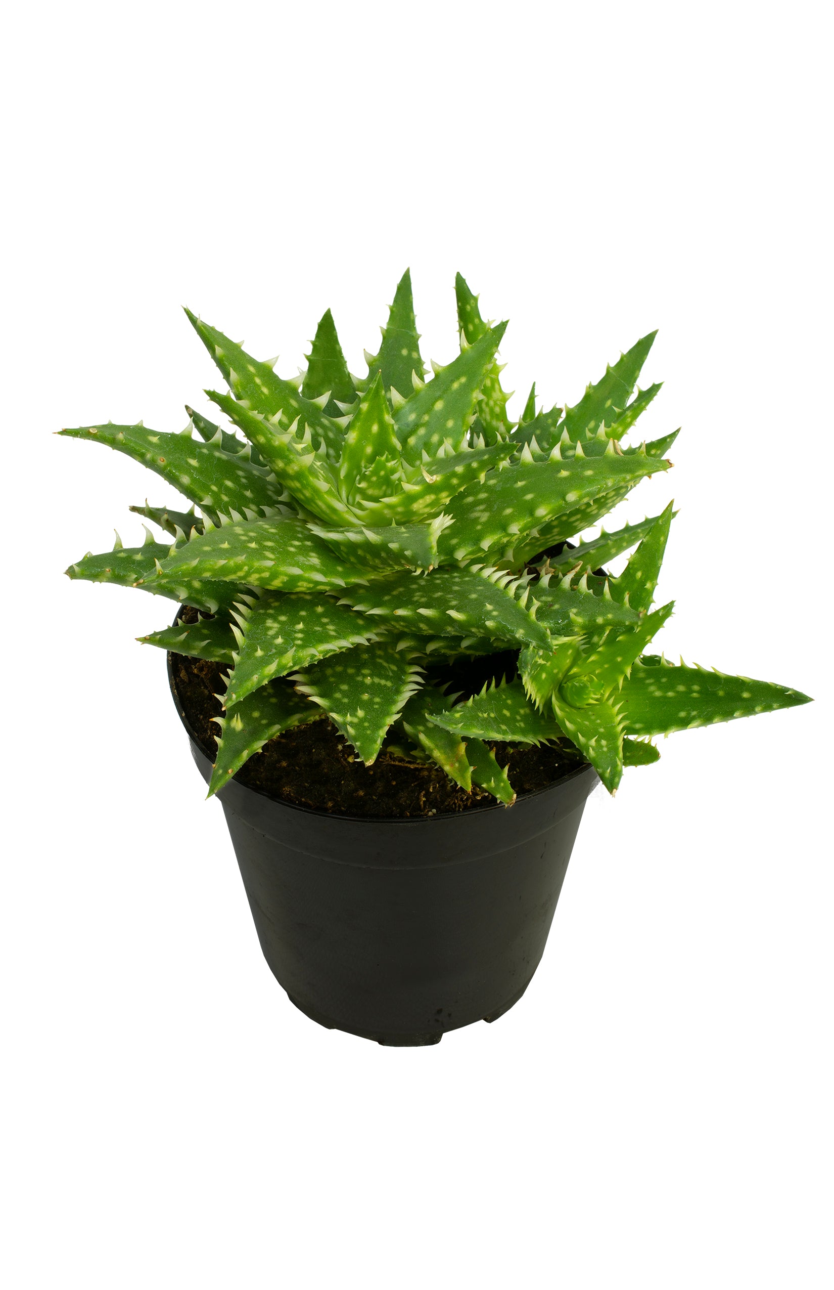 Aloe ‘Minnie Belle’