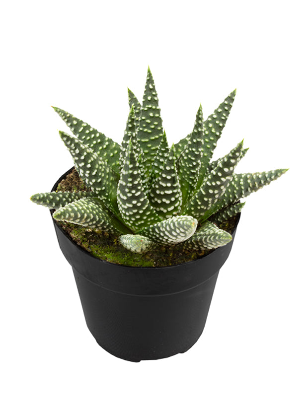 3.5" Haworthia ‘Royal Albert’
